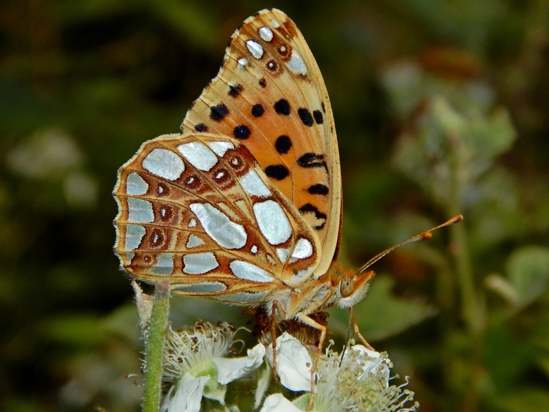 Nymphalidae del 16-6-13 parco del ticino